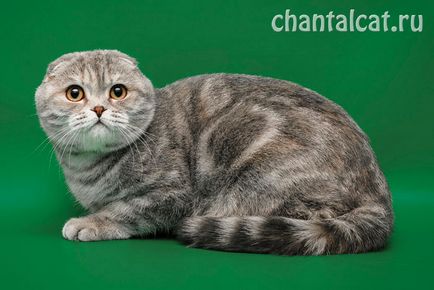 Scottish Fold (Scottish Fold) - Cat de Ziua - Bloguri