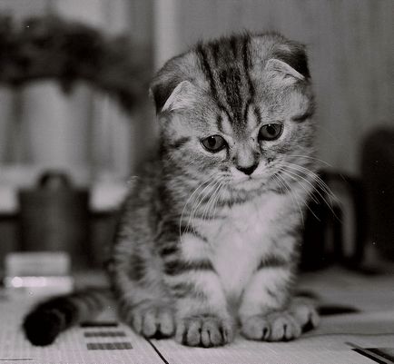 Scottish Fold (Scottish Fold) - Cat de Ziua - Bloguri