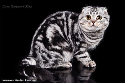 Scottish Fold (Scottish Fold) - Cat de Ziua - Bloguri