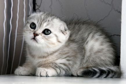 Scottish Fold (Scottish Fold) - Cat de Ziua - Bloguri