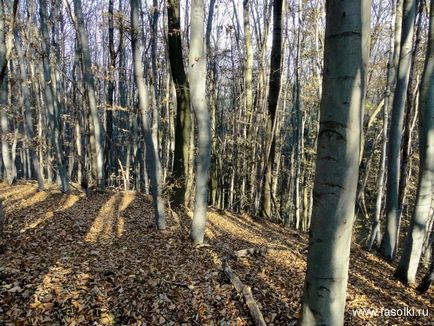 Солодкий листопад »в вені, або прелюдія до різдва, блог квасольки про подорожі