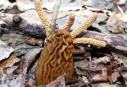 morchella CONICA