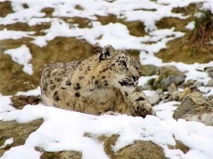 Snow leopard (uncia)