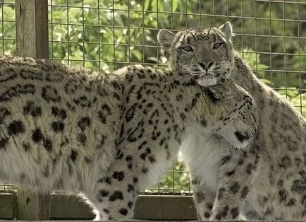 Snow leopard (uncia)