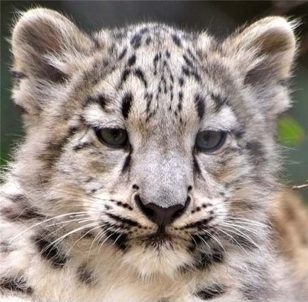 Leopard de zăpadă (leopard de zăpadă)