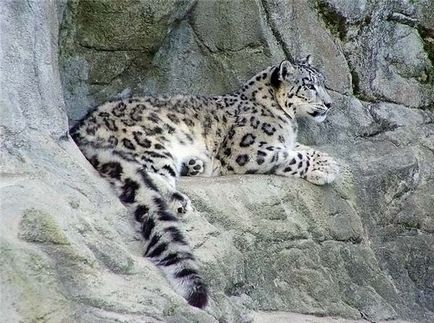 Leopard de zăpadă (leopard de zăpadă)
