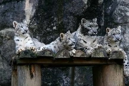 Snow leopard (uncia)