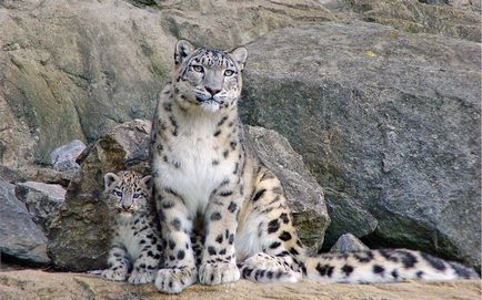 Snow Leopard vagy Snow Leopard