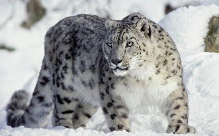 Snow Leopard vagy Snow Leopard