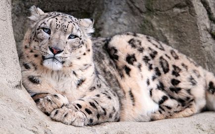 Snow Leopard vagy Snow Leopard