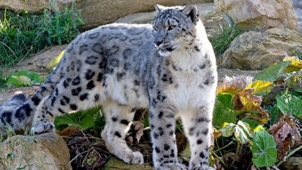 Snow Leopard vagy Snow Leopard