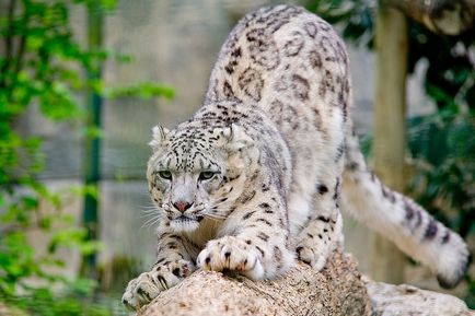 Snow Leopard vagy Snow Leopard