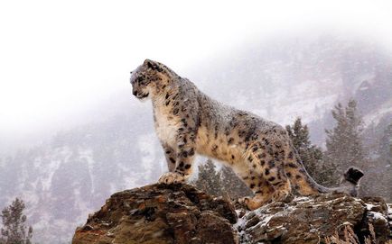 Snow Leopard vagy Snow Leopard