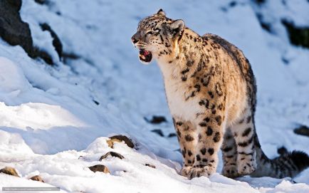 Snow Leopard vagy Snow Leopard