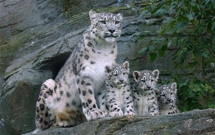 Snow Leopard vagy Snow Leopard