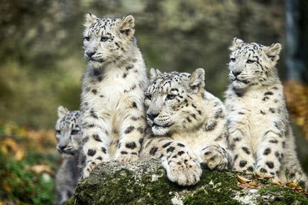 Snow Leopard vagy Snow Leopard