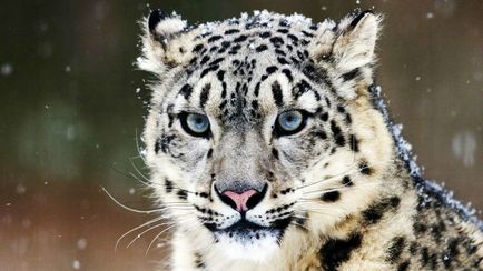 Snow Leopard vagy Snow Leopard