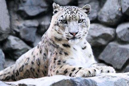 Snow Leopard vagy Snow Leopard