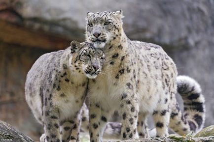 Snow Leopard vagy Snow Leopard