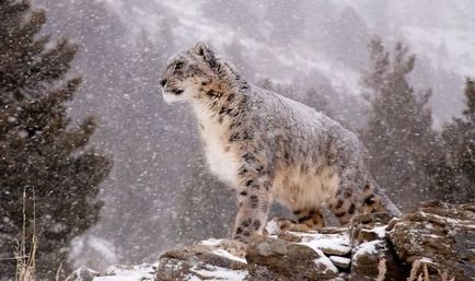 Snow Leopard vagy Snow Leopard