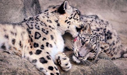 Snow Leopard vagy Snow Leopard