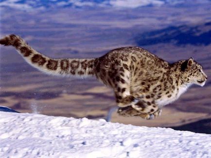 Snow Leopard vagy Snow Leopard