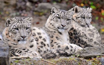 Snow Leopard vagy Snow Leopard