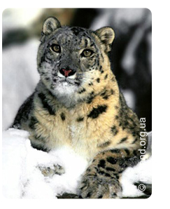 Snow leopard (panthera uncia)