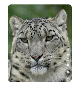 Snow leopard (panthera uncia)