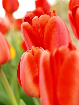 Знімаємо тюльпани як ніби в Голландії !, фото блог `замітки про фотографіі`