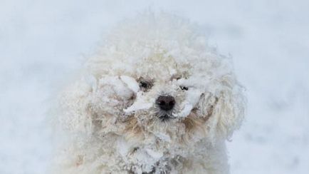 Câinele, aruncată de amantă pe aeroportul din Ural, a înghețat