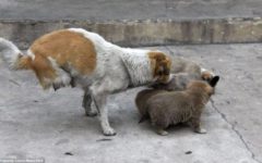 Un câine este mai mult decât un prieten uman, un Likit