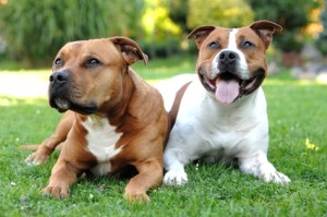 Dog Staffordshire Terrier de îngrijire propriu pentru câine câine Staffordshire Terrier și lui