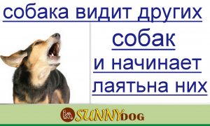 Собака бачить інших собак і починає гавкати на них