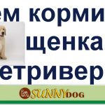 Собака бачить інших собак і починає гавкати на них