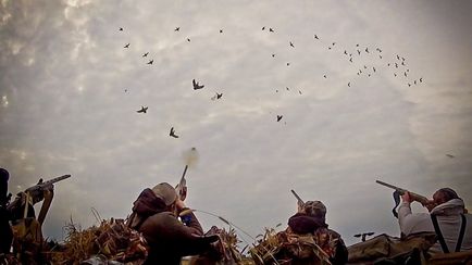 Câini pentru vânătoare de rață cu fotografie