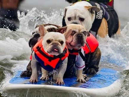 Kutyák, hogy félnek a víz