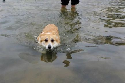 Собаки, які бояться води