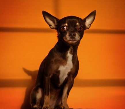 Chihuahua Câini