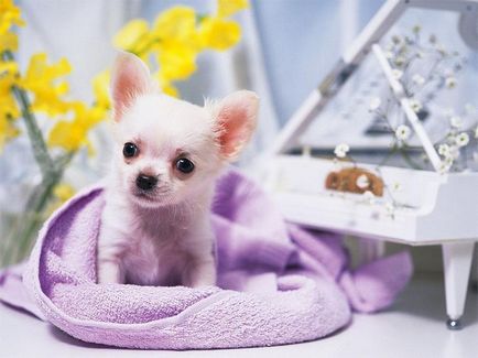 Chihuahua Câini