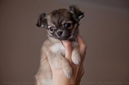 Chihuahua Câini