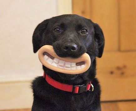 Câine-zâmbitoare cu jucării