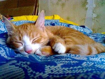 Сон кішок, мистецтво котячого сну, характеристики глибокого сну кішки, сновидіння кішки, кішки