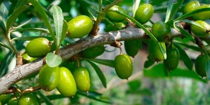 Dream seabuckthorn să viseze despre catina-catina intr-un vis