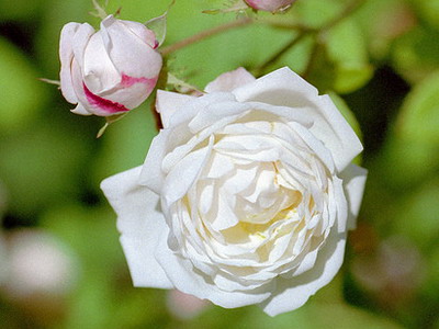 Soiuri de trandafiri de epocă, modernă și cretină - enciclopedie de flori