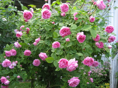 Сорти троянд старовинні, сучасні і шраби - енциклопедія квітів