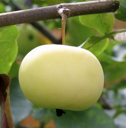 Mărul de jung (zăpadă albă) fotografie, recenzii, descriere, caracteristici