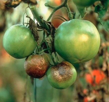 Mântuirea din phytophthora