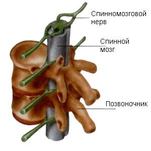 Măduva spinării