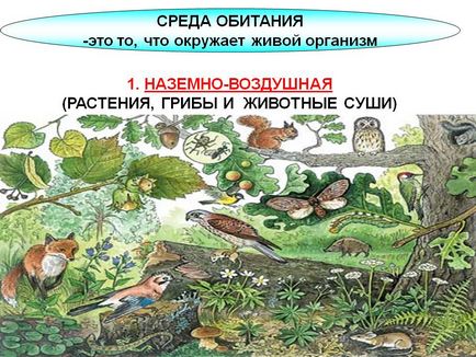 Навколишнє середовище-це те, що оточує живий організм - презентація 7783-4